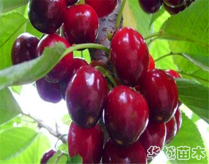 樱桃苗新品种 鲁樱3号樱桃苗