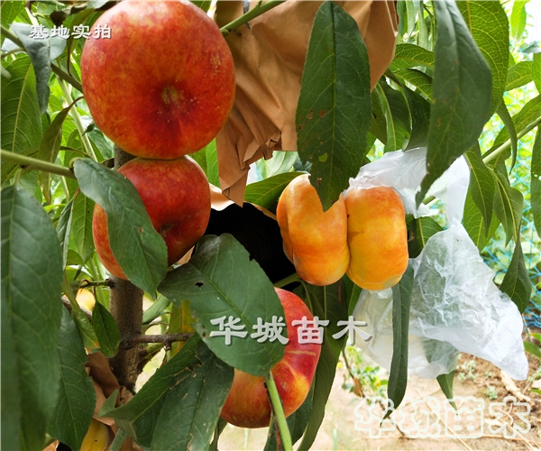 早熟黄肉36-5油蟠桃简介