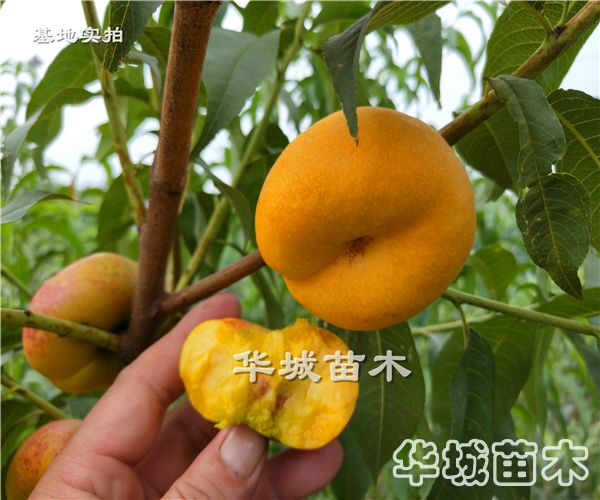 早熟风味皇后油蟠桃树苗简介
