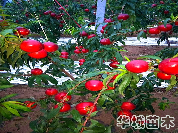 珍珠枣油桃桃苗介绍