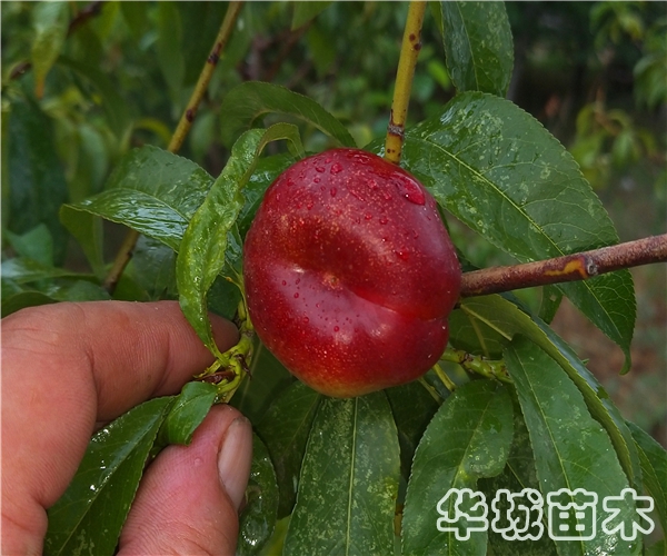 金钱油蟠桃苗价格