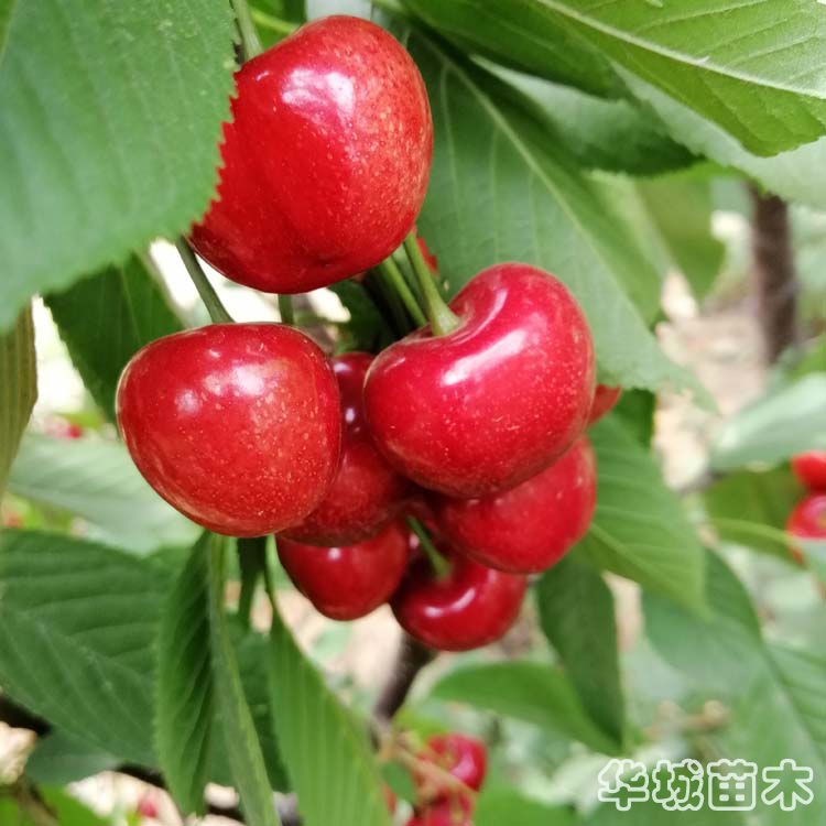 大果型波尔娜樱桃苗介绍