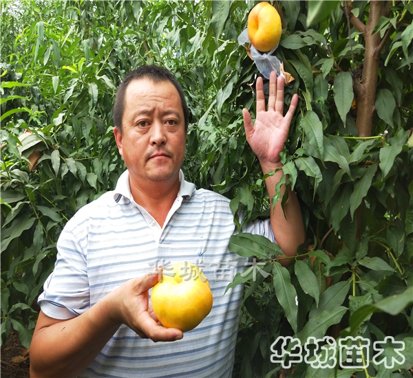 晚熟风味天后油蟠桃桃苗价格